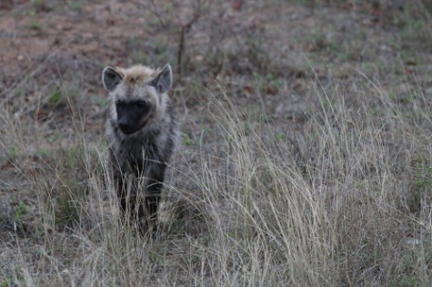 Hyena pup is our first sighting of the morning.