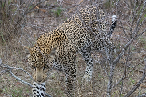 A leopard elegantly sauntering into view.