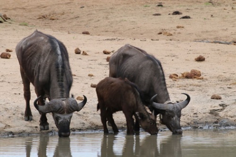 We stop for a coffee break, watching this herd also getting some liquid refreshment. 