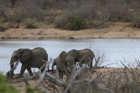 Crouched behind the shrubbery we look out at these enormous beasts.