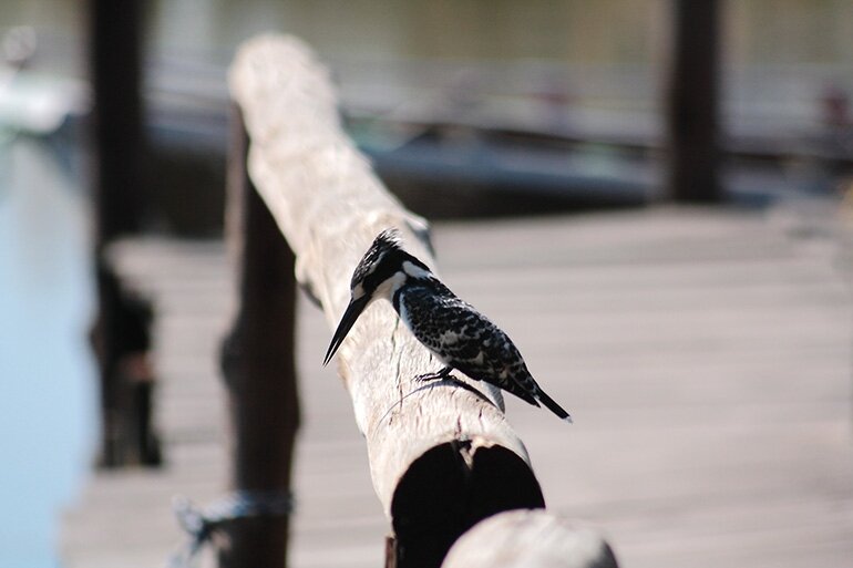 A pied kingfisher looking for its next meal.