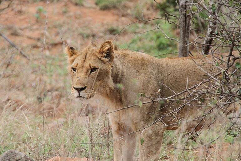 A rare lioness near Chivilila camp