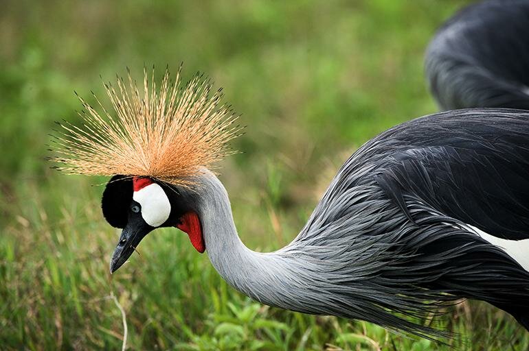 Blue Crane