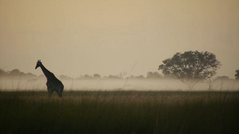 The Okavango Wilderness Project