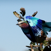 The lilac-breasted roller may be commonly found but it is stunning every time it's seen in flight. The lilac-breasted roller may be commonly found but it is stunning every time it's seen in flight.