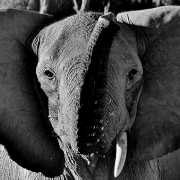 An elephant flapping its ears as it takes a step towards us.
