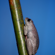 Frogs call from the reeds urging you to come and view the startling colours with which they have been painted. Frogs call from the reeds urging you to come and view the startling colours with which they have been painted.