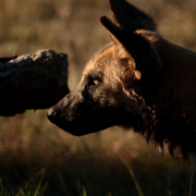 Wild dog Wild dog