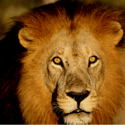 Lion seemed to be the order of the day in Moremi. Lion seemed to be the order of the day in Moremi.