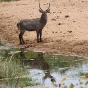  A curious Waterbuck bull