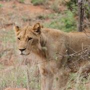  A rare lioness near Chivilila camp