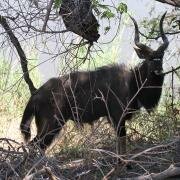 A tame Nyala bull at Chipinda Pools