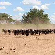  Buffalo on the run in Mabalauta area