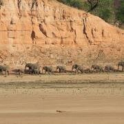  Elephant family heading to the river
