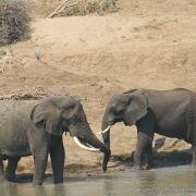 Elephants having fun at the waters edge
