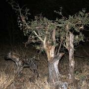 Hyena in Kruger outside Tzendse Camp