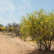  Mopani pomegranates