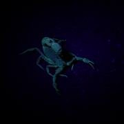  Scorpion as seen with Ultra Violet torch